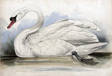 Swan